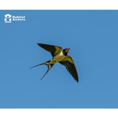 Des hirondelles bien logées à Castelnaudary !